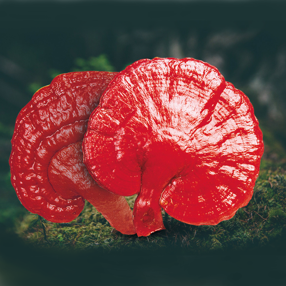 Ganoderma mushroom